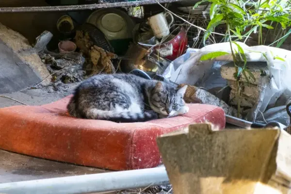 s-640x427_v-fs_webp_35f67b67-af3b-4336-a834-729612a2532b_small